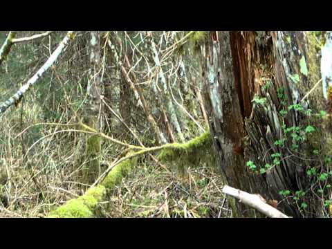 Youtube: Big Foot Sighting Alaska