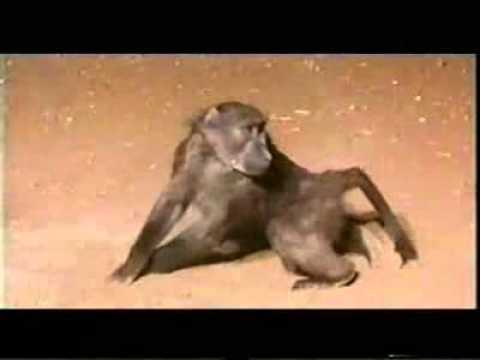 Youtube: Die lustige Welt der Tiere - Pavian wird ohnmächtig
