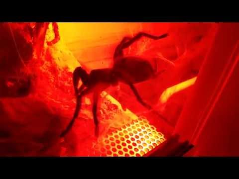 Youtube: Chromatopelma beim Gespinnst bauen Teil .2