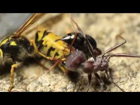 Youtube: European Wasp Vs Bull Ant