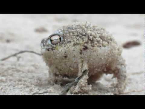 Youtube: Worlds Cutest Frog - Desert Rain Frog