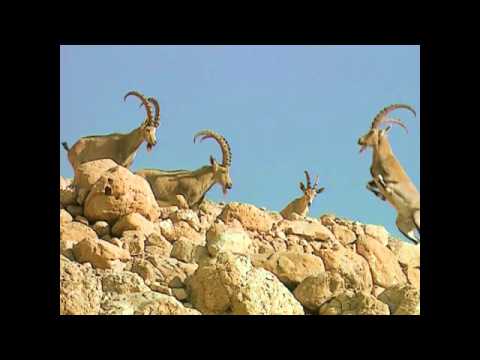 Youtube: Wildlife: Nubische Steinböcke kämpfen