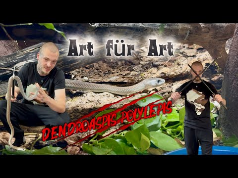 Youtube: Art für Art – Die Schwarze Mamba (Dendroaspis polylepis)