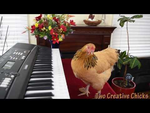 Youtube: Chicken Plays Operatic Aria on Piano Keyboard