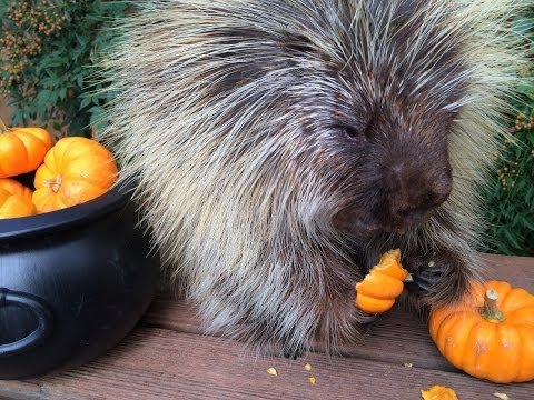 Youtube: Teddy Bear the Porcupine's Halloween Feast
