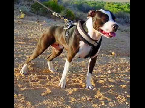 Youtube: The Great American Pit Bull Terrier