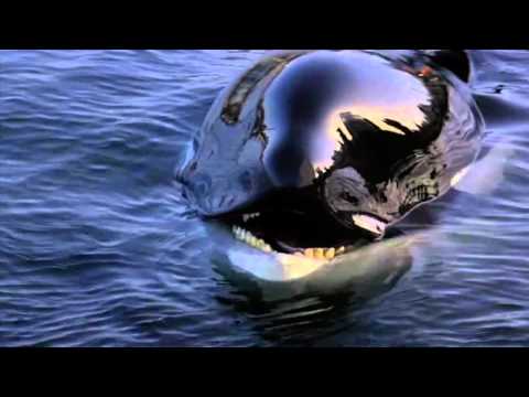Youtube: Michael Jackson - Will You Be There (Free Willy)