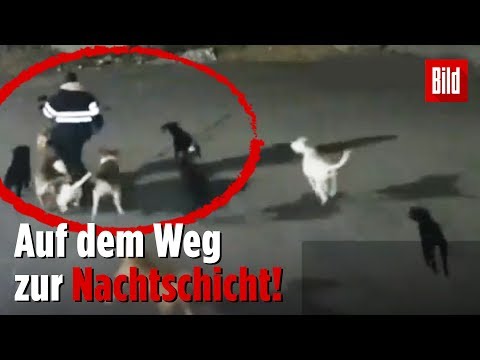 Youtube: Frau wird von wilden Hunden gejagt und zerfleischt