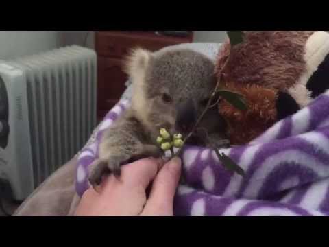 Youtube: koala joey's most adorable home video of all time