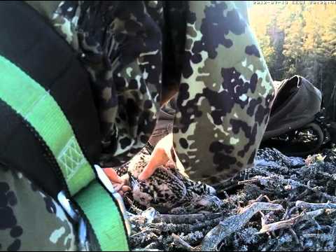 Youtube: ESTLAT Osprey Nest - Ringing Part I. 19.07.2012.