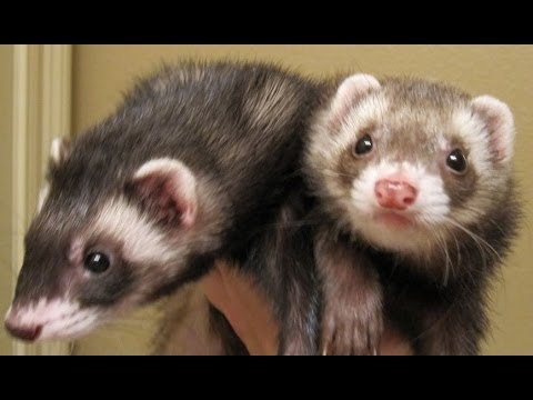 Youtube: Cute Funny Ferrets Compilation 2014 [NEW]