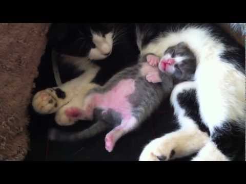 Youtube: Sleeping Dancing Kitty