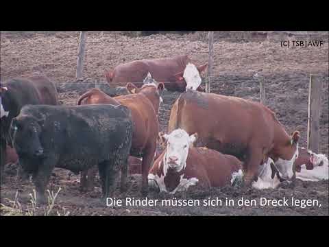 Youtube: High Quality Beef Feedlots (Deutsch)