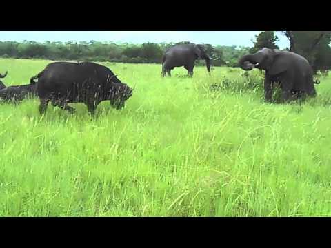 Youtube: Elephant kicks a buffalo in the head