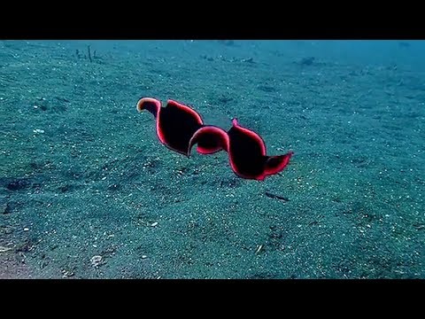 Youtube: Shiny Red Flatworm Swims Through Ocean