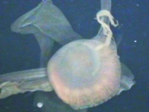 Youtube: Unterwasserjäger - 6-Meter-Qualle wickelt Beute ein