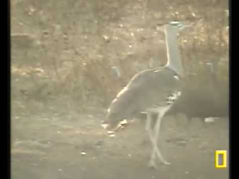 Youtube: Riesentrappe, 21.06.09, NGM Wildcam, Botswana, Pete's Pond.rm