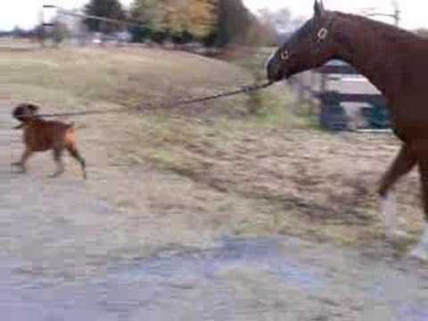 Youtube: Dog stealing the Horse