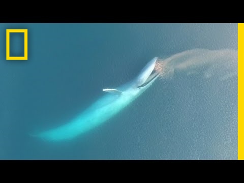 Youtube: See Blue Whales Lunge For Dinner in Beautiful Drone Footage | National Geographic