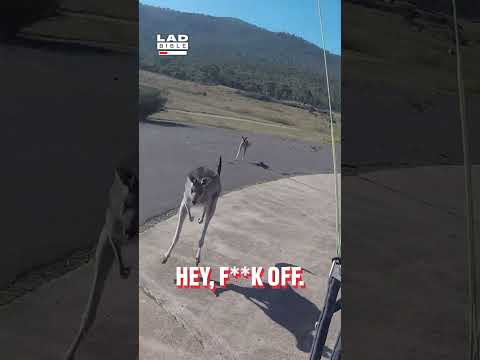 Youtube: Neugieriges Känguru greift Fallschirmspringer an 😲 (🎥: ViralHog)