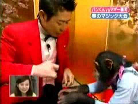 Youtube: Schimpanse reagiert auf Zaubertricks