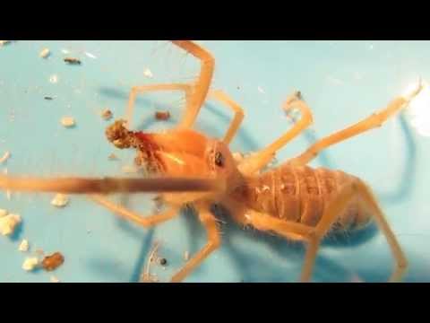 Youtube: Camel Spider Feeding