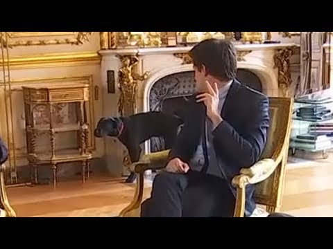 Youtube: Emmanuel Macron’s dog urinates in fireplace during meeting