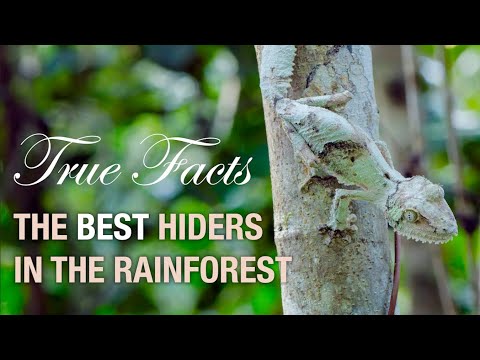 Youtube: True Facts: Deception in the Rainforest