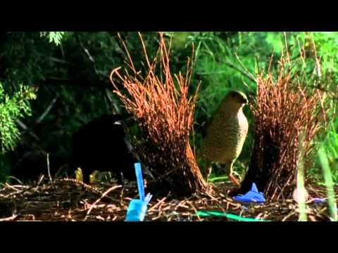 Youtube: SAMMLER - Seidenlaubenvogel.mp4