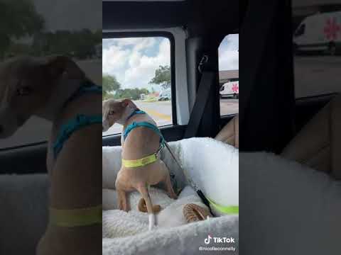 Youtube: Hund kackt im Auto auf Schaffell