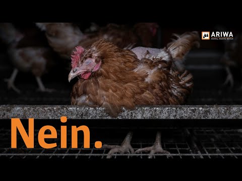 Youtube: Kommen Bio-Eier von glücklichen Hühnern?