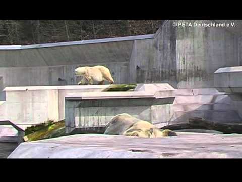 Youtube: Eisbär-Stereotypie im Zoo München / PETA