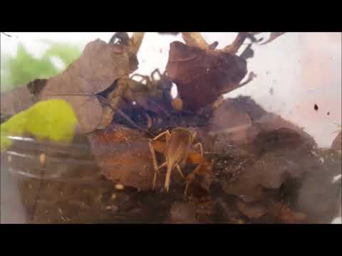 Youtube: One of our Red fang spiders (Piloctenus haematostoma) stalking its prey :-)
