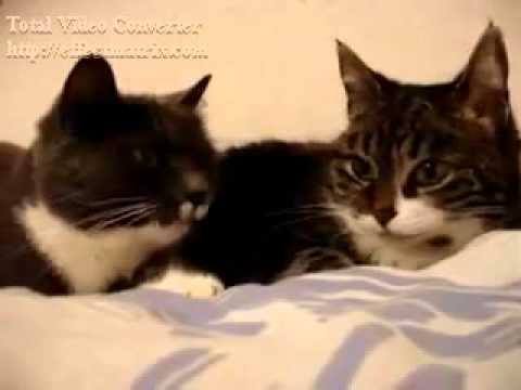Youtube: Katzen können Reden? Sind sie nicht süß?
