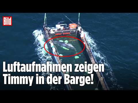 Youtube: WAL TIMMY: „Fortuna B“ zieht Buckelwal Richtung Nordsee – Spektakuläre Luftaufnahmen!