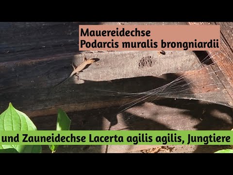 Youtube: Podarcis muralis brongniardii und Lacerta agilis agilis Jungtiere