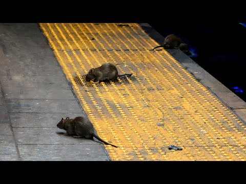 Youtube: Rat problem in NYC