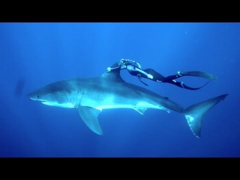 Youtube: GoPro: Ocean Ramsey and a Great White Shark