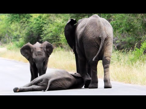 Youtube: Herd of Elephants Helps an Elephant Calf After Collapsing in the Road