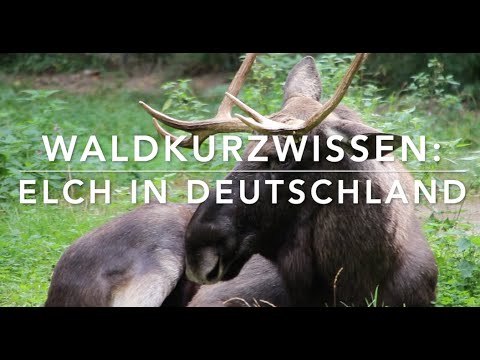 Youtube: Kommt der Elch zurück? Waldkurzwissen