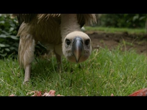 Youtube: Feeding a Vulture - Vultures: Beauty in the Beast - Natural World - BBC Two