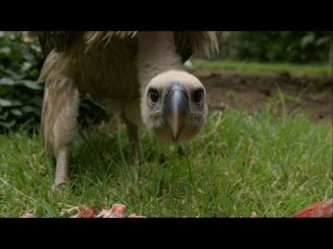Youtube: Feeding a Vulture - Vultures: Beauty in the Beast - Natural World - BBC