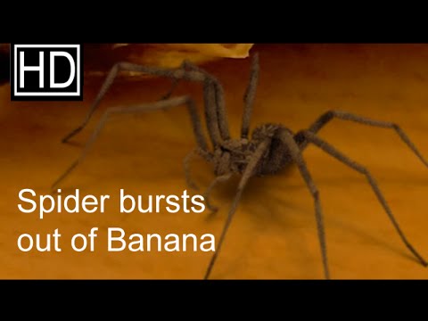 Youtube: Spider bursts out of a Banana