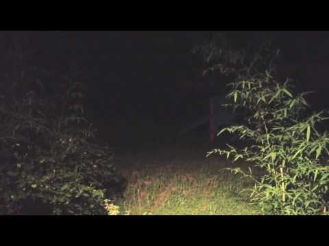 Youtube: Terrifying: Late Night Raccoon Fight