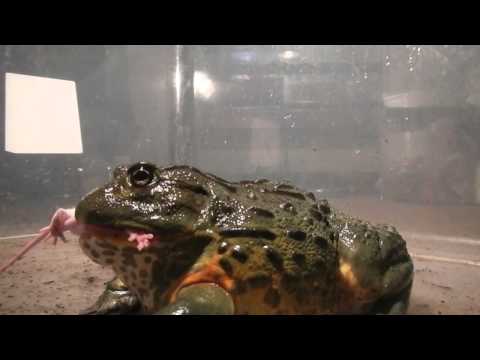Youtube: Giant African Bullfrogs eating everything in sight (including mice)