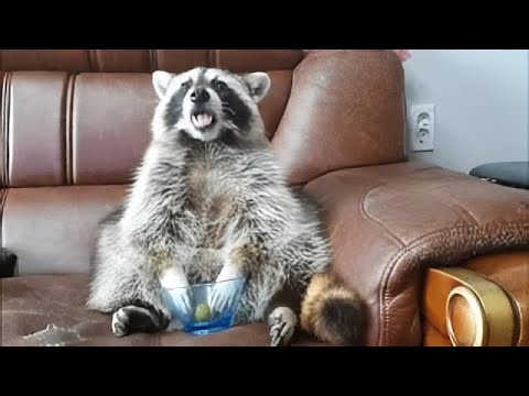 Youtube: This raccoon's reaction when it runs out of grapes is just priceless