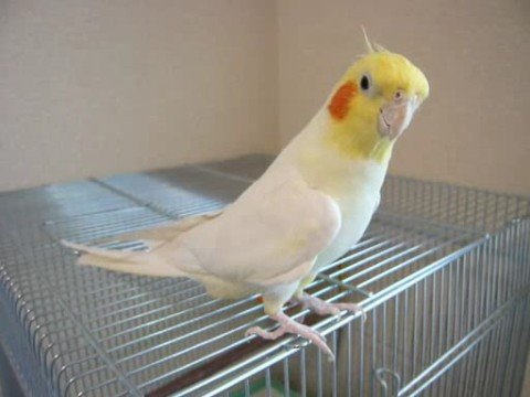 Youtube: Cockatiel sings Theme of Chocobo(Final Fantasy)　FF「チョコボのテーマ」をオカメインコが歌ってみた