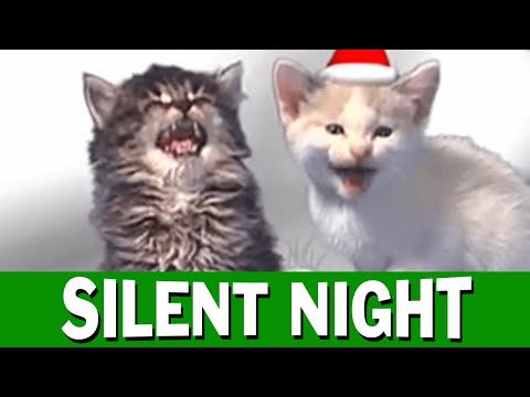 Youtube: Jingle Cats Silent Night