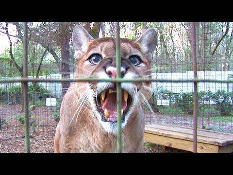 Youtube: Cougar Talk...