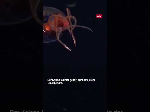 Youtube: Video aus 600 Metern Tiefe zeigt erstmals Koloss-Kalmar  | #ntv